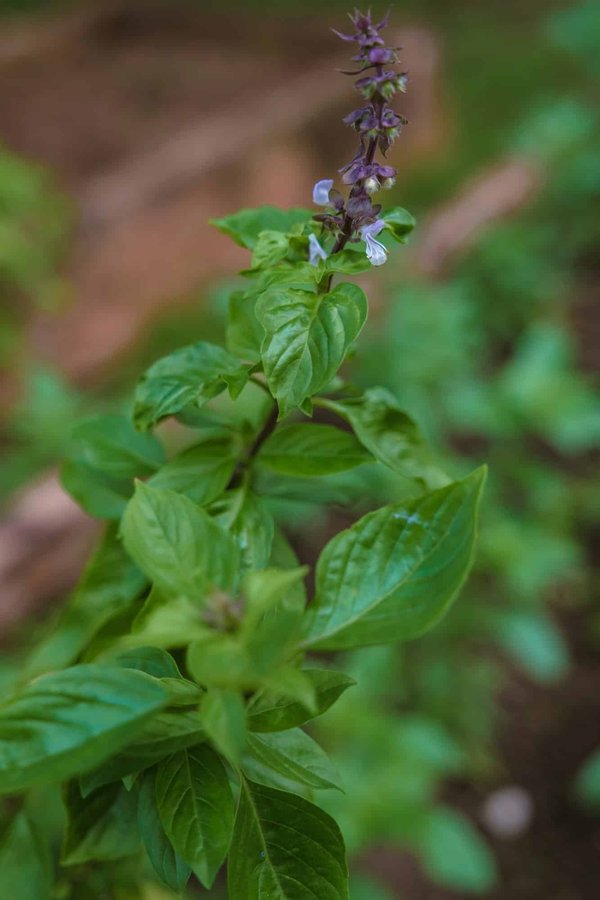Quels sont les meilleurs matériaux pour créer une allée de jardin écologique?